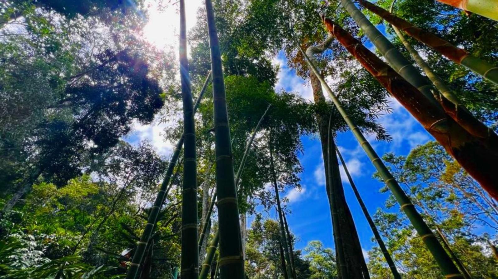 Bamboo Dale Resort, Munnar Eksteriør billede